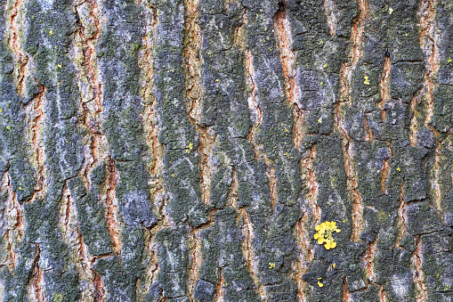 real ash bark texture ready for your design, stacked image