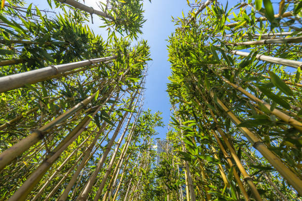 Bamboo - Material, Bamboo - Plant, Long, Tree, Abstract