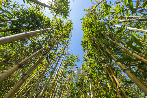 Bamboo - Material, Bamboo - Plant, Long, Tree, Abstract