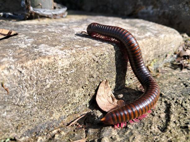 istock Millipede walking on concrete as the sun shines 2148229864