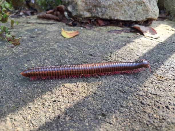 istock Millipede walking on concrete as the sun shines 2148229873