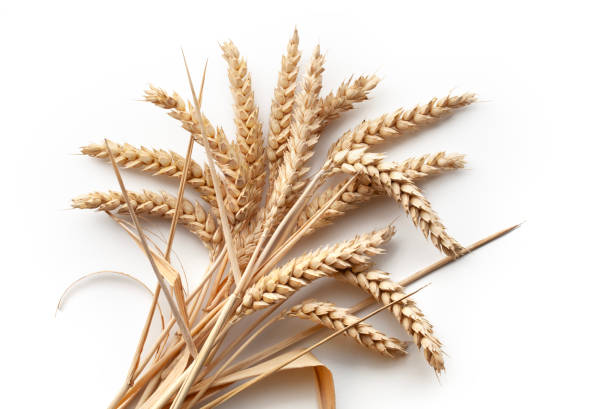 Bunch of wheat ears