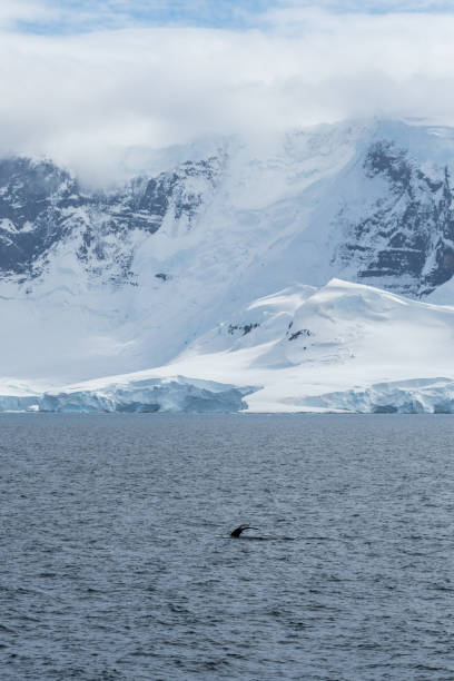 istock Diving whale in the antarctic 2148230218