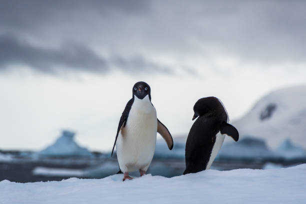 istock Adelie Penguin standing on an iceberg 2148230224