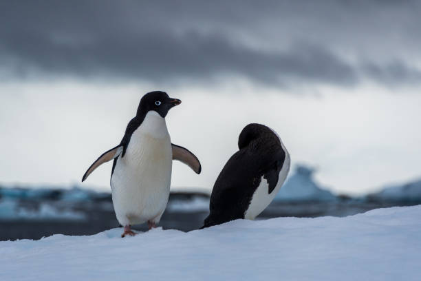 istock Adelie Penguin standing on an iceberg 2148230230