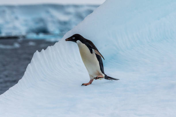 istock Adelie Penguin standing on an iceberg 2148230233