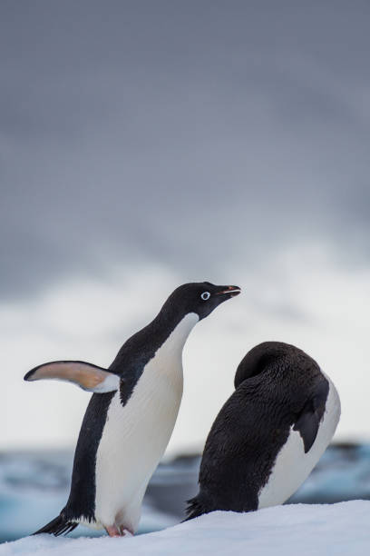 istock Adelie Penguin standing on an iceberg 2148230240