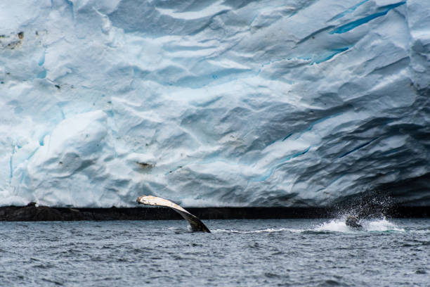 istock Lateral fin of a Humpback Whale 2148230275