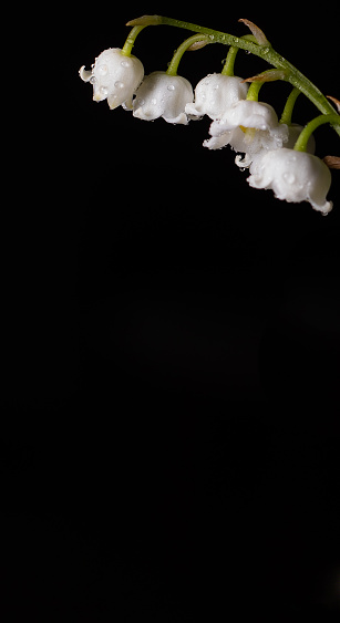 Fleur de muguets avec goutellettes d'eau sur fond noir