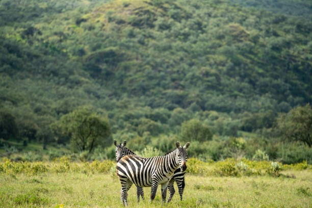 istock zebra in the grass land in kenya 2148230939