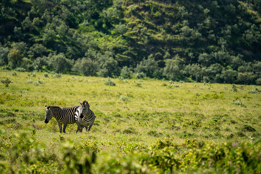 zebra in hell's gate area kenya
