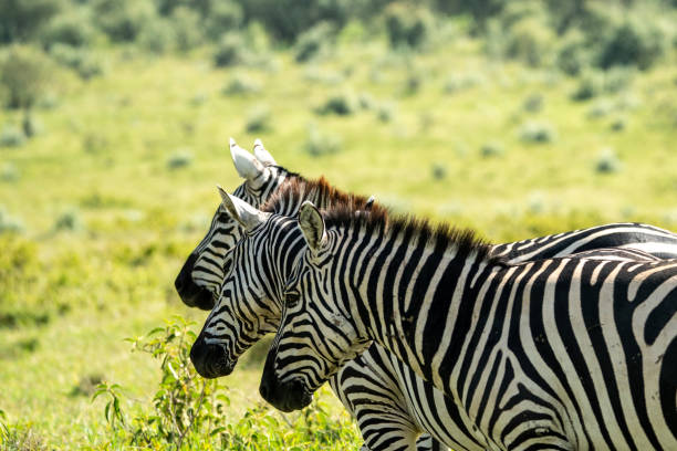 istock Zebra portrait in kenya hell's gate national park reserve 2148231028