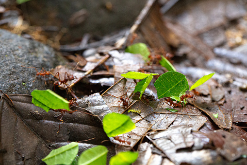 the forest ground comes alive with the industrious movement of leafcutter ants, busily transporting vibrant green cuttings