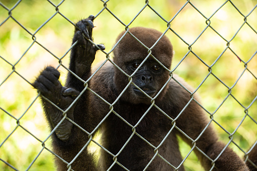 a contemplative woolly monkey peers through a fence, a poignant reminder of wildlife conservation efforts