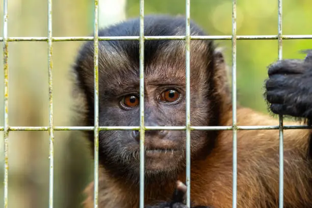 the intense eyes of a capuchin monkey behind bars reflect a world outside reach, stirring thoughts on freedom and wildlife care