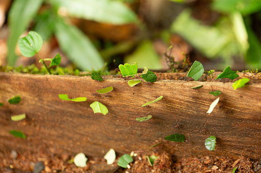 a colony of leafcutter ants is hard at work, carrying sliced leaf pieces along a weathered log in their habitat