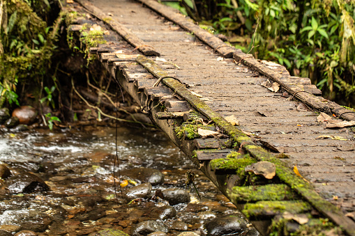 an old wooden bridge, covered with moss and surrounded by lush vegetation, arches over a clear forest stream