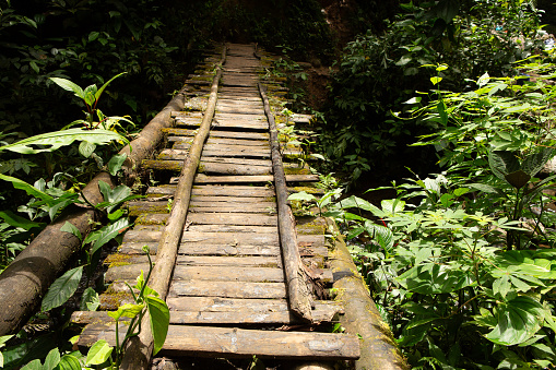 the rough wooden planks of a bridge meld with the vibrant jungle life, highlighting the balance between man-made structures and nature