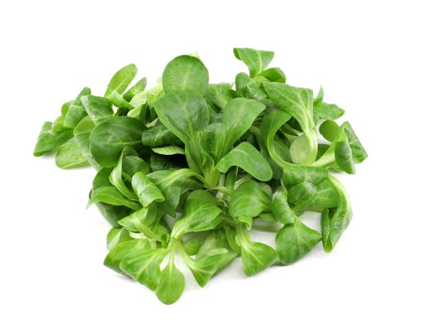 Heap of lamb's lettuce or cornsalad on white background. The binomial name is Valerianella Locusta.