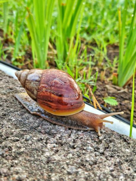Bandung, Indonesia - Apr 11, 2024: Land snail found in the garden