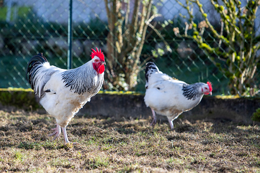 Sussex rooster and hens roaming free in a garden in spring