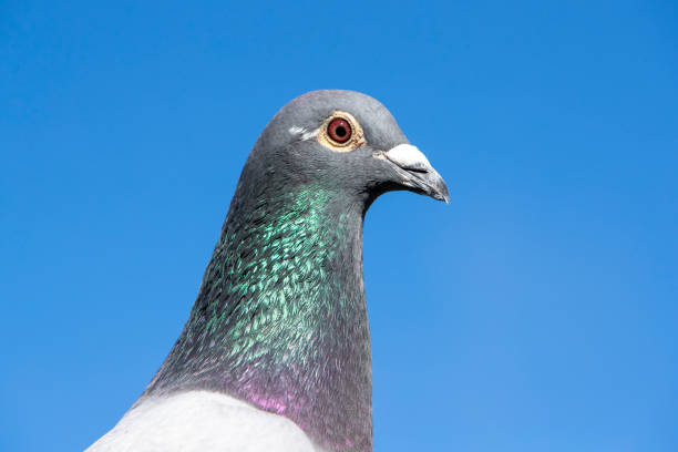 istock Close-up of a pigeon's head 2148234289