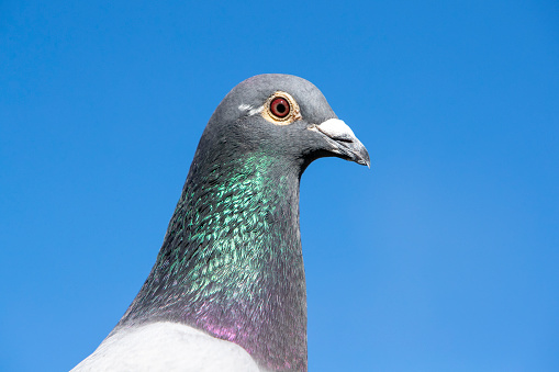 Close-up of the head of a shiny gray and green pigeon and blue sky
