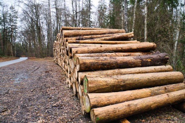 istock Stacked tree trunks by the side of the road in the forest. Tree material 2148234587