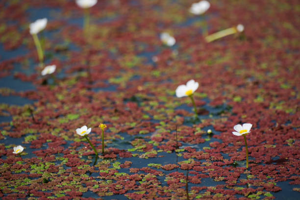 water daisy, red fern - lag zdjęcia i obrazy z banku zdjęć