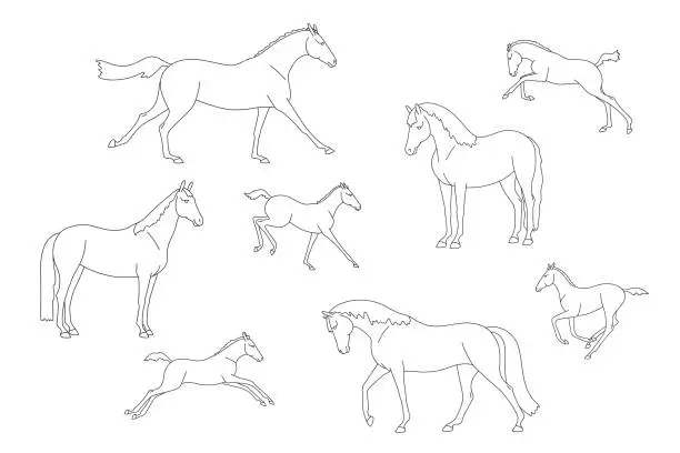 Vector illustration of Collection of line images of free mares with foals, for colouring book