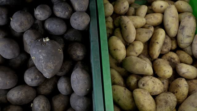 Bad dirty potatoes. Poor quality harvest. Boxes of potato stand on the shelves of a warehouse or vegetable store. Spoiled food loss and waste at the retail and consumer levels. Sprouted vegetables.