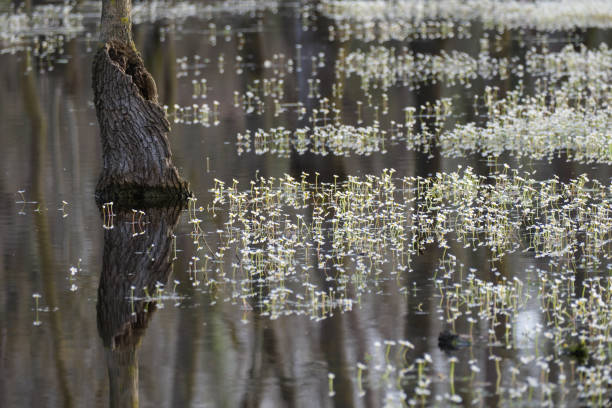 Floods the forest, water daisies