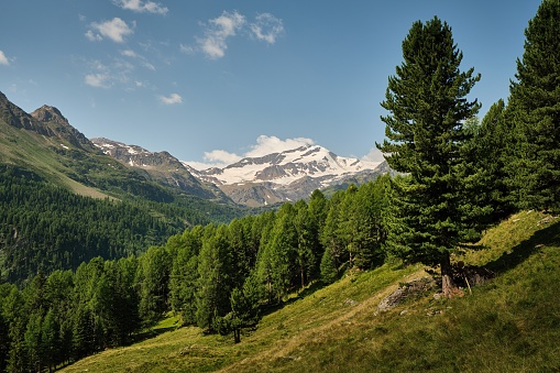 Green pastures and fresh coniferous forests characterize this mountain environment during the summer