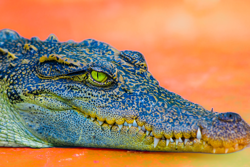Detail of the head of a nile crocodile, Crocodylus niloticus