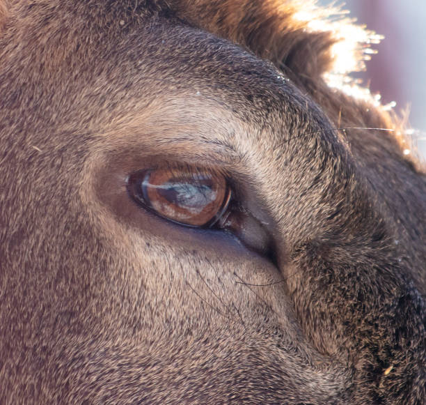 istock Close-up of a deer's eye. Macro 2148237840