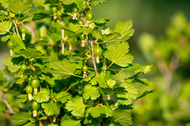istock Small gooseberry fruits in spring. Close-up 2148239978