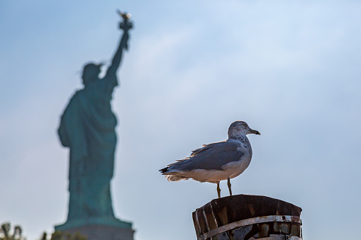 A seagull in front of the Statue of Liberty, New York