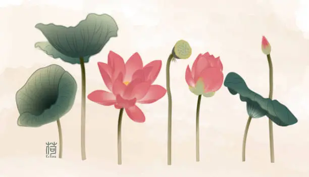 Vector illustration of A set of vector-made ink-style lotus flowers, including flowers, buds, lotus pods and lotus leaves.