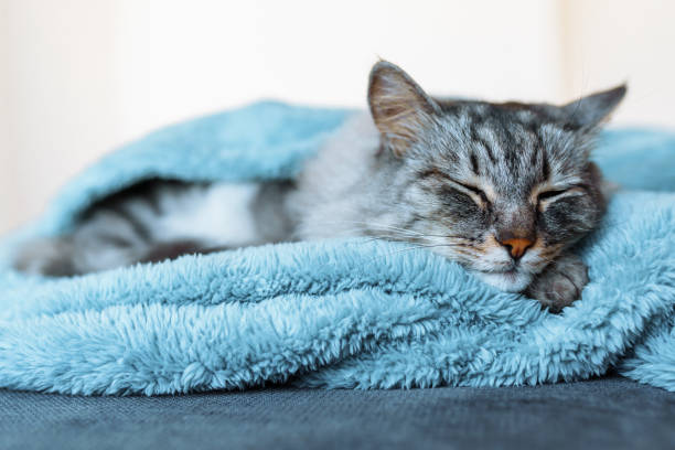 istock sleeping gray domestic cat on soft blanket 2148241018