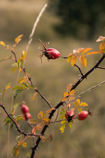 Branch of rose hip with dried orange leaves and ladybug on it