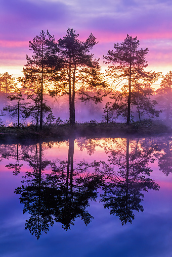 Colorful sunrise at a lake in a bog