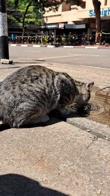 A street cat drinking water from a puddle
