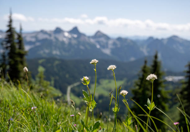 istock White wildflowers at Mount Rainier National Park. Mountains in the background. Skyline Loop Trail. Washington State. 2148242235