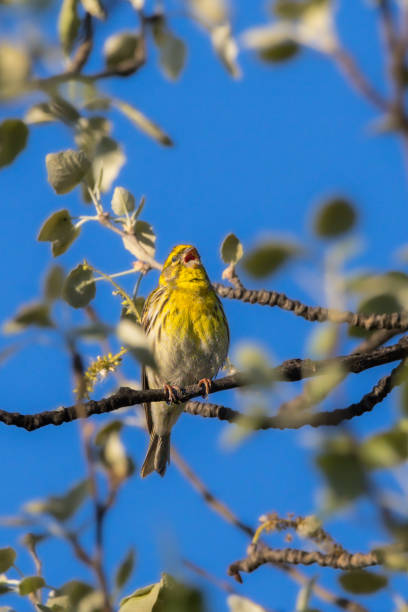 istock European Serin perched on a tree branch in the morning light 2148242742