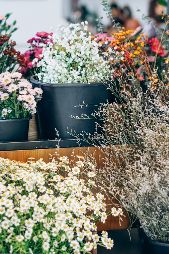 Assortment of fresh blooms. Vibrant display of flowers in full bloom, arrayed in pots, showcases nature's colorful palette and the beauty of horticulture.