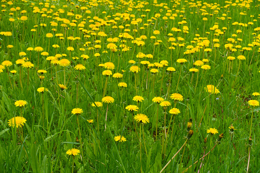 Abundant yellow flowers of dandelions in the grass in May