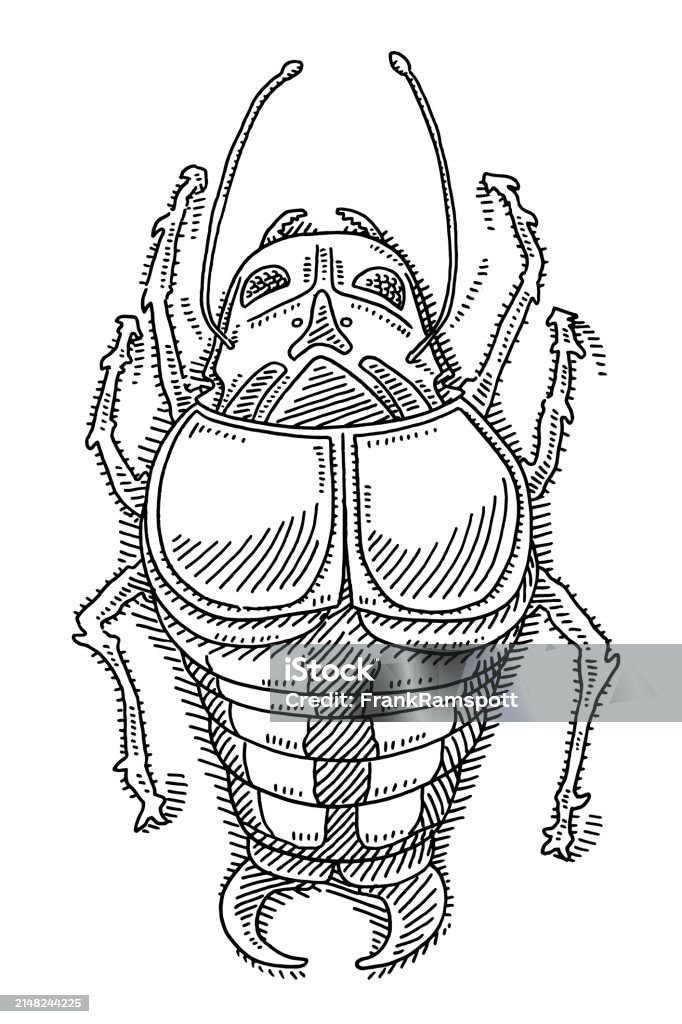 Above An Insect Fictional Insect From Above Drawing Stock Illustration - Download Image ...