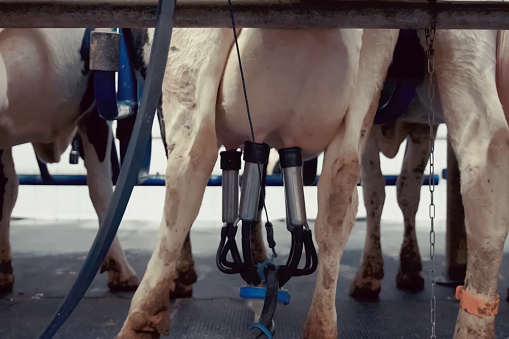 Automated milking of cows on the farm. Cow farm equipment for milking.