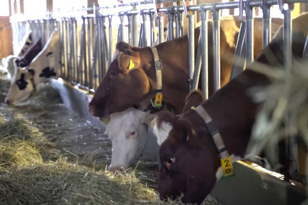 A large and spacious modern barn filled with cows, some resting while others feed, showcasing an orderly and well-maintained agricultural environment.