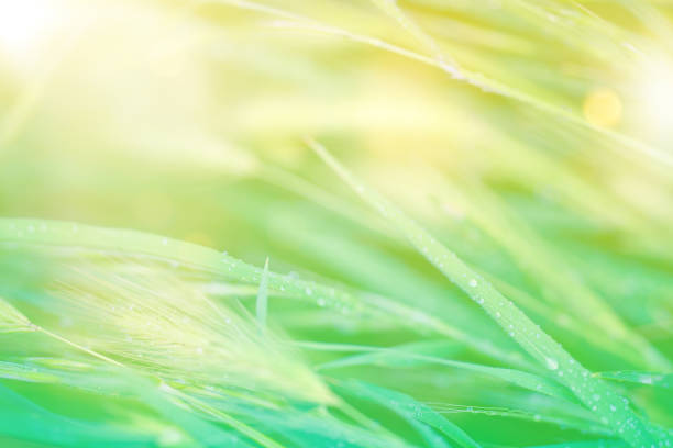 Defocused sunlights in the field